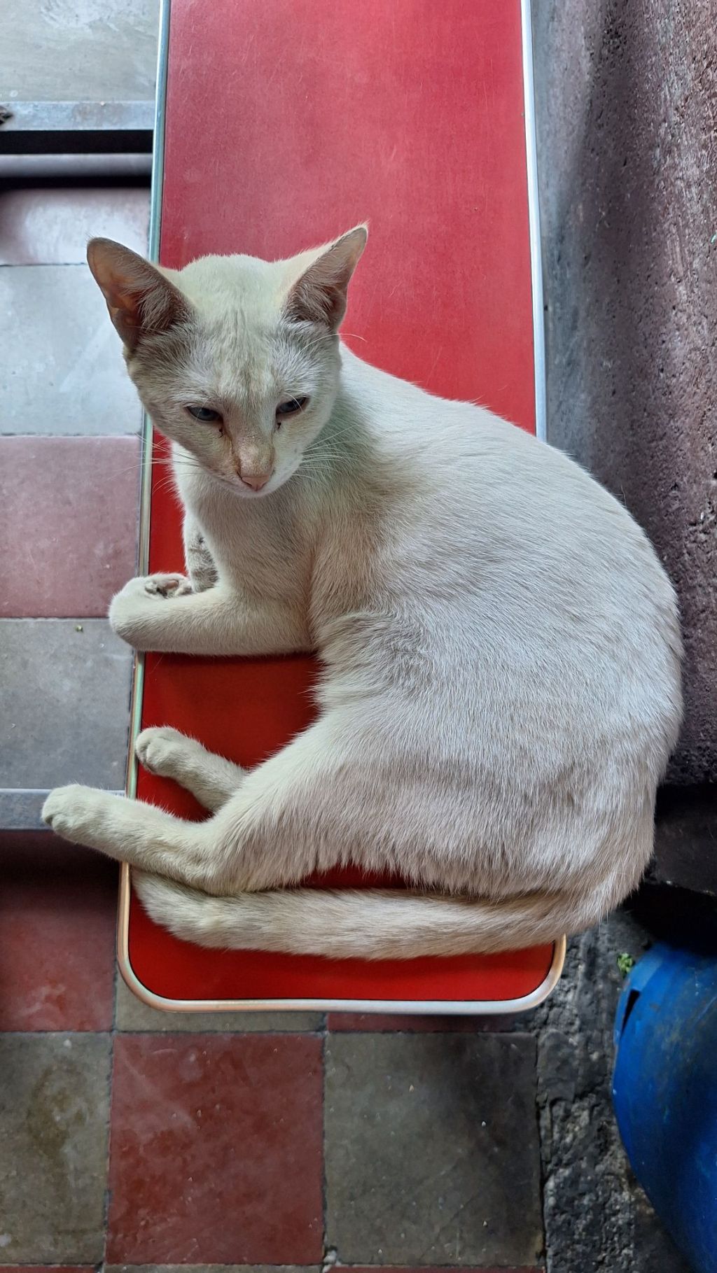 Hoy es el Día Internacional del Gato
